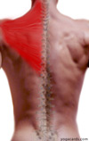 trapezius